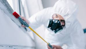 Best Termite Inspection and Treatment  in Springdale, NC